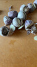 味小仙紫皮独头蒜干蒜 2025新蒜 独头大蒜头蔬菜 中号(2.5cm以上)干蒜 5斤 实拍图