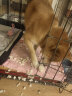 楚克奇（CHUKCHI）狗狗玩具猫猫玩具弹力玩具训练乳胶玩具仓鼠玩具足球 晒单实拍图
