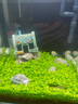 鱼缸水草种子生态玻璃瓶植物种籽孑水培阴性真草装饰造景套餐懒人 大对叶水草1万粒+营养液 实拍图