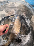 久岩丹尼富夜光鱼漂动力电池夜钓浮标电子浮漂通用电子标钓鱼专用电源 动力源 425（10粒）1.5/粒 实拍图
