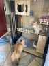 蒂乐森猫笼别墅家用实猫笼室内猫柜猫舍猫屋猫别墅豪华大双层猫咪木别墅 E防水款 长60*宽60*高90 送货上门+自行安装 实拍图