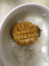 壹家盛原生态9年黑金鲍鲍鱼整只新西兰深海活捕大鲍鱼海鲜水产黑金鲍鱼 600-700克（1只装） 实拍图