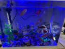 异景园鱼缸水族箱造景水榕沉木活体水草淡水无土植物后景真水草净水增氧 红绿波混合陀草 实拍图