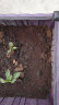漫生活进口种菜专用土50L种植营养土(带种子/肥料/地垫)种菜西红柿黄瓜 实拍图