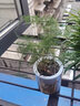 雅卉水培植物盆栽发财树办公室内小绿植芦荟吊兰花卉盆栽好养 【懒人盆】文竹两盆装 含盆 实拍图
