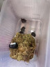 蟹爱（xieai）越南种南石龟金钱黄喉苗活体龟宠物乌龟 5-9g   二只   盒装 实拍图