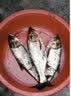 挺派 浮钓鲢鳙钓组水怪钓笼鲢鳙水怪钓组无阻倒刺鲢鱼胖头专用爆炸钩 5钩新型弹簧式饵笼2个装 9号 实拍图