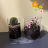开时果 多肉植物仙人球仙人掌小盆栽桌面植物 肉肉组合办公室内绿植花卉 【2盆自选】组合多肉植物 实拍图