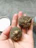 雄在【原种大玛咖高海拔】高原干果玛卡玛咖粉马卡切片泡酒泡茶补防秘鲁黑玛卡种植环境非进口官方 玛卡切片250克【可帮打粉】 实拍图