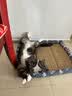 贝尼宠狗垫子睡垫夏季小型中型犬通用狗窝猫狗狗凉席垫 凉席加棉圈窝蓝XXL95x72适80斤内 实拍图