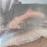 宠以沫（CHONG YIMO）鱼活体金鱼活体鱼淡水冷水鱼观赏鱼龙鱼六角恐龙鱼 断脚随机三条（可长出） 实拍图