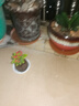 开时果 铁海棠盆栽带花发货 虎刺梅四季开花卉植物盆景绿植源头直发包邮 【铁海棠】马到成功盆+圆底托 实拍图