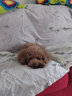 Petio派地奥狗零食犬用鸡肉鸡肝慕斯肉条独立包装幼犬老年犬慕斯 鸡肉+鳕鱼10支装 实拍图