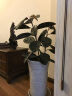 御春阁大型植物办公室橡皮树盆栽花卉观叶植物开业客厅绿植四季常青花苗 实拍图