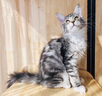 【纯种】缅因猫库恩猫银虎小猫活体宠物猫咪幼猫崽大体猫 宠物级 精品【银虎缅因猫】幼猫 实拍图