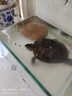 寸金增色龟粮 乌龟饲料 龟三色龟食黄缘猪鼻龟火焰巴西龟粮草龟粮 实拍图