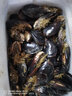十里馋连云港鲜活青口贝贻贝顺丰特大新鲜大海虹鲜活淡菜 鲜活发货【顺丰】 10斤(净重) 实拍图