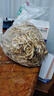 辰实【发顺丰】鱼腥草新鲜 折耳根叶子 侧耳根节节根蔬菜现挖发 5斤鱼腥草根根 实拍图