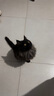 麦富迪佰萃猫粮 蓝猫美短英短布偶通用型天然粮 幼猫粮2kg 实拍图