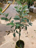 桃金娘树苗野生捻子树观花老桩大树当年结果带土带叶发货南方种植 桃金娘五年苗 70cm(含)-79cm(含) 实拍图