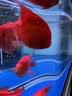 boxtech鱼缸灯led灯龙鱼灯管水族箱专用照明灯增艳增色防水灯大鱼缸灯具 T8系列-30W增艳灯142cm灯管 实拍图