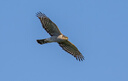 奥林巴斯（OLYMPUS）M.ZUIKO DIGITAL ED 300mm F4.0 IS PRO 远摄定焦镜头 微单镜头 五轴同步防抖 实拍图