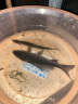 艾米娅[10组装]隐形主线组鱼线 绑好斑点成品线组方便钓鱼台钓鱼线套装 线号#2.00.1米 10组装5.7米（八字环款） 实拍图