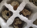 鲜窝窝 新鲜生鹌鹑蛋 鹑鸟蛋 生鲜蛋 附卤蛋料包 100枚 有卤料包 实拍图