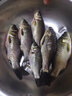 千峰剑（QIANFENGJIAN）海杆全套鱼竿装备钓鱼竿大物海竿套装一套矶竿抛竿远投竿渔具用品 4套2.1+3000金属轮套装水桶+抄网 实拍图