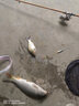 川泽滑漂浮漂远投矶钓路滑醒目加粗鲢鳙青草鱼漂路亚矶竿鲫鱼大物鱼漂 NJ02-02吃铅5g-三目圆尾加粗 实拍图