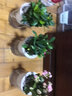 九千谷铁海棠绿植盆栽栀子花卉长寿花小盆景土培植物组合装源头直发 实拍图