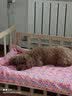 北鼻狗 狗垫子狗窝猫窝 宠物垫子小中大型犬窝垫 泰迪狗狗用品睡垫毛毯 灰色90*70CM【适合50斤内】 实拍图