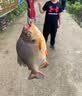 贝克力（BERKLEY）路亚软饵Gulp活能诱鱼块路亚血块黑坑鲶鱼红鲳鳟鱼拟饵 血红色 实拍图