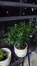 开时果 正宗胡椒木盆栽清香型 桌面植物苗防驱蚊草绿植盆景源头直发包邮 【6年大苗】郁金香瓷盆+肥料 实拍图