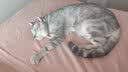 YITO宠物深海鱼油狗狗猫咪鱼油三文鱼油胶囊美毛掉毛黑鼻头浓缩鱼油 鱼油+卵磷脂【犬猫提靓颜值】 实拍图