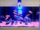 蓝宝鱼缸灯LED原生态流溪缸灯爆藻出苔水草缸吊灯三湖支架灯照明灯 50W 带支架【适用60-90cm鱼缸】 实拍图