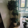 植男植女幸福树造型绿宝盆栽绿色植物客厅室内大型绿植办公室乔迁源头直发 晒单实拍图