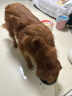 麦富迪狗粮藻趣儿15kg 成犬中大型小型犬通用牛肉螺旋藻 金毛泰迪柯基 实拍图