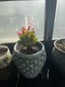 御春阁4年大苗带花苞 多肉植物长寿花盆栽绿巴黎重瓣花苗室内阳台花卉 宫灯长寿花（暂时不带花苞） 实拍图