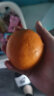 京鲜生 赣南脐橙/橙子3kg装铂金果 单果约180-230g 新鲜水果礼盒 实拍图
