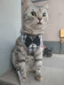 启萌先生 猫咪牵引绳胸背式小型犬泰迪比熊外出防挣脱溜猫绳子小狗链子 金铃铛黑白格子 S(3-8斤猫狗) 实拍图