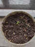 花翁 大番茄种子3克/袋 西红柿苗秧种籽沙瓤四季农蔬菜番茄孑 实拍图