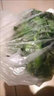 九层塔食用新鲜台湾金不换非罗勒叶香料菜三杯鸡冬阴功食材鱼香草 500g 晒单实拍图