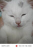 皇家（ROYAL CANIN）幼猫猫粮奶糕 BK34通用粮1-4月离乳期 助免疫亲肠胃助消化 【超值尝鲜款】2kg 实拍图