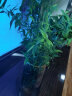 临雅水培米竹带根竹子盆栽绿植物室内客厅水养南天竹小型凤尾观赏竹苗 米竹30-40cm左右-单植物 晒单实拍图