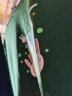 真维斯儿童卫衣女童2023秋季新款薄款舒适套头衫中大童洋气可爱百搭秋装 【纯棉卫衣】杏色草绿（兔花） 130 实拍图