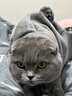 Lanswood 猫咪衣服防掉毛猫衣服冬保暖布偶猫无毛猫衣服搞笑狗狗宠物衣服 主图款【复合卫衣】灰 XL (10-13斤背长40cm胸围51-56cm 实拍图