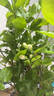 意轩花卉盆栽白茉莉白色茉莉花苗重瓣茉莉白茉莉盆栽茉莉 白茉莉5年苗【带花苞】 实拍图