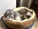 瓜洲牧猫窝狗窝冬季保暖加厚椭圆窝封闭式四季通用大号宠物窝冬天小型犬 优质棉【加高加厚】咖啡色 XL-超大型85*65【推荐50斤以内】 实拍图