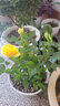 带花苞玫瑰花盆栽 钻石玫瑰四季开花观花绿植室内阳台庭院带盆栽好四季开花 金黄玫瑰 【4棵带盆栽好】 实拍图